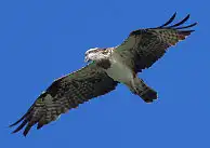 BORG77EDⅡユーザー作品、BORG77EDⅡで撮影した野鳥・ミサゴの写真画像