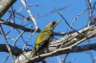 BORG77EDⅡユーザー作品、BORG77EDⅡで撮影した野鳥・アオゲラの写真画像