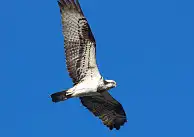 BORG77EDⅡユーザー作品、BORG77EDⅡで撮影した野鳥・ミサゴの写真画像