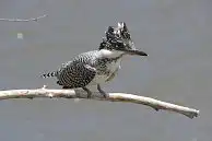 BORG77EDⅡユーザー作品、BORG77EDⅡで撮影した野鳥・ヤマセミの写真画像