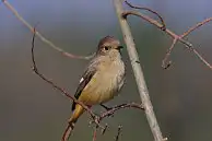 BORG77EDⅡユーザー作品、BORG77EDⅡで撮影した野鳥・ジョウビタキの写真画像