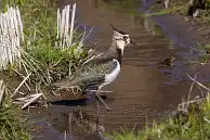 BORG77EDⅡユーザー作品、BORG77EDⅡで撮影した野鳥・タゲリの写真画像