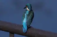 BORG77EDⅡユーザー作品、BORG77EDⅡで撮影した野鳥・カワセミの写真画像