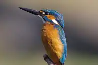 BORG77EDⅡユーザー作品、BORG77EDⅡで撮影した野鳥・カワセミの写真画像