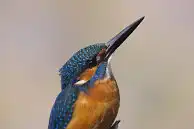 BORG77EDⅡユーザー作品、BORG77EDⅡで撮影した野鳥・カワセミの写真画像