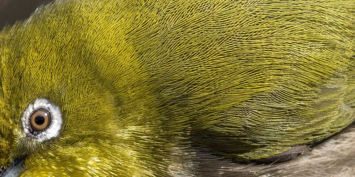 野鳥画像