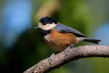 BORG89EDで撮影した撮影した野鳥・ヤマガラの写真画像