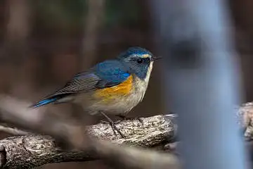 BORG89EDで撮影した撮影した野鳥・ルリビタキの写真画像
