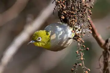 BORG89EDで撮影した撮影した野鳥・メジロの写真画像