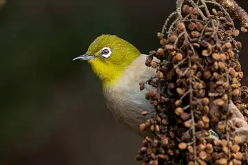BORG89EDで撮影した撮影した野鳥・メジロの写真画像