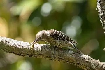 BORG89EDで撮影した撮影した野鳥・コゲラの写真画像