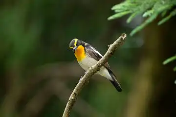 BORG89EDで撮影した撮影した野鳥・キビタキの写真画像
