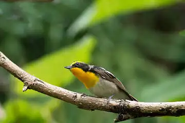 BORG89EDで撮影した撮影した野鳥・キビタキの写真画像
