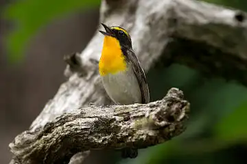 BORG89EDで撮影した撮影した野鳥・キビタキの写真画像