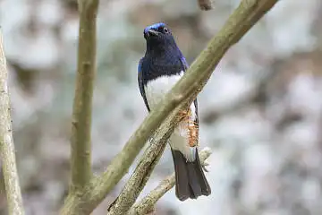 BORG89EDで撮影した撮影した野鳥・オオルリの写真画像