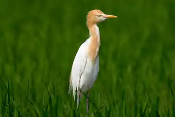 BORG89EDで撮影した撮影した野鳥・アマサギの写真画像