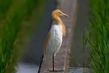 BORG89EDで撮影した撮影した野鳥・アマサギの写真画像