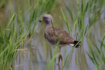 BORG89EDで撮影した撮影した野鳥・ケリの写真画像