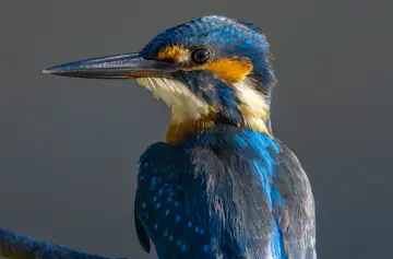 BORG89EDで撮影した撮影した野鳥・カワセミの写真画像