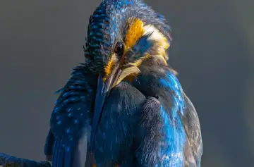 BORG89EDで撮影した撮影した野鳥・カワセミの写真画像