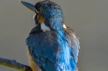 BORG89EDで撮影した撮影した野鳥・カワセミの写真画像