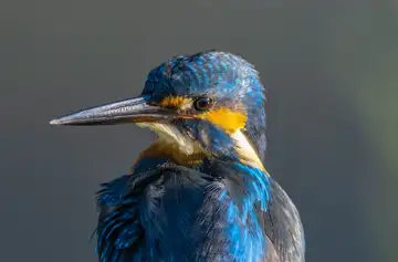 BORG89EDで撮影した撮影した野鳥・カワセミの写真画像