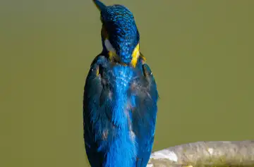 BORG89EDで撮影した撮影した野鳥・カワセミの写真画像