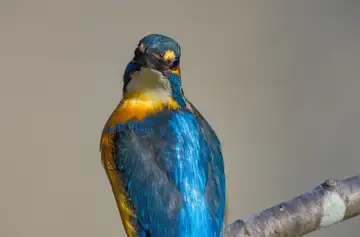 BORG89EDで撮影した撮影した野鳥・カワセミの写真画像