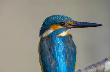 BORG89EDで撮影した撮影した野鳥・カワセミの写真画像