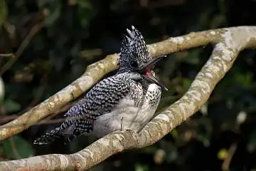 BORG89EDで撮影した撮影した野鳥・ヤマセミの写真画像