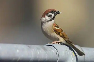 BORG89EDで撮影した撮影した野鳥・スズメの写真画像