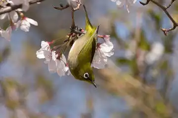 BORG89EDで撮影した撮影した野鳥・メジロの写真画像
