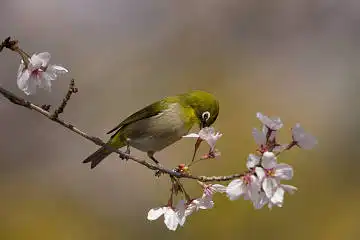 BORG89EDで撮影した撮影した野鳥・メジロの写真画像