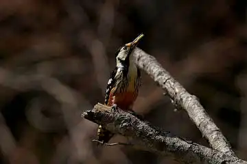 BORG89EDで撮影した撮影した野鳥・オオアカゲラの写真画像