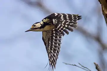 BORG89EDで撮影した撮影した野鳥・オオアカゲラの写真画像