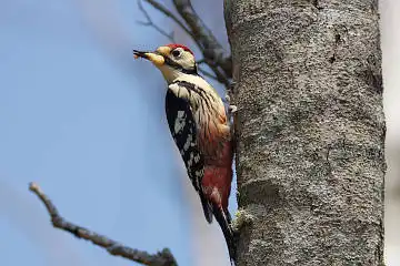 BORG89EDで撮影した撮影した野鳥・オオアカゲラの写真画像