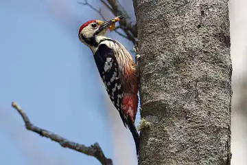 BORG89EDで撮影した撮影した野鳥・オオアカゲラの写真画像