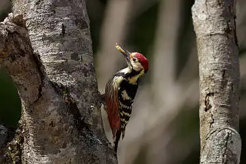 BORG89EDで撮影した撮影した野鳥・オオアカゲラの写真画像