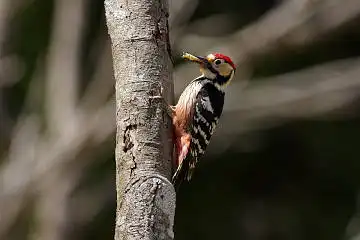 BORG89EDで撮影した撮影した野鳥・オオアカゲラの写真画像