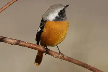 BORG89EDで撮影した撮影した野鳥・ジョウビタキの写真画像