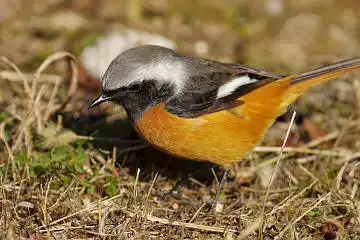BORG89EDで撮影した撮影した野鳥・ジョウビタキの写真画像