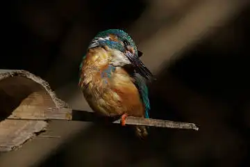 BORG89EDで撮影した撮影した野鳥・カワセミの写真画像