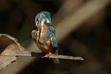 BORG89EDで撮影した撮影した野鳥・カワセミの写真画像