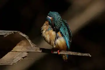 BORG89EDで撮影した撮影した野鳥・カワセミの写真画像