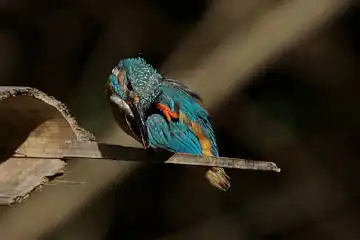 BORG89EDで撮影した撮影した野鳥・カワセミの写真画像