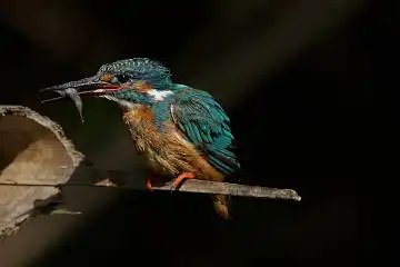 BORG89EDで撮影した撮影した野鳥・カワセミの写真画像