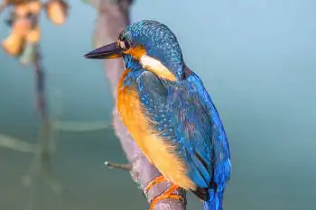 BORG89EDで撮影した写した野鳥・カワセミの写真画像