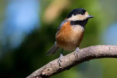 BORG89EDで撮影した写した野鳥・ヤマガラの写真画像