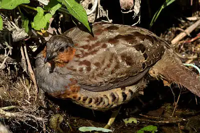 BORG89EDで撮影した写した野鳥・ゴジュケイの写真画像