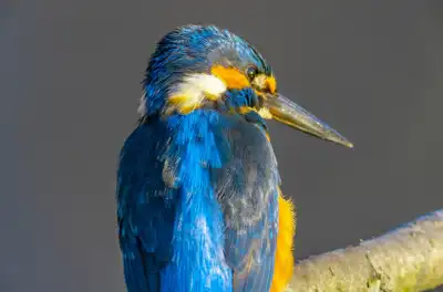 BORG89EDで撮影した写した野鳥・カワセミの写真画像